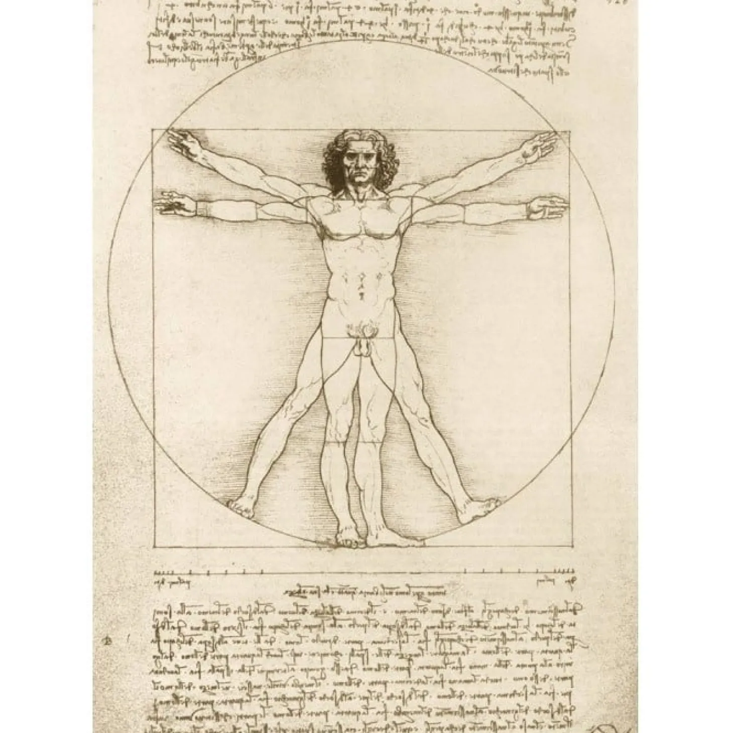 Bluebird Puzzle Leonardo Da Vinci - The Vitruvian Man, 1490 - 1000 pièces