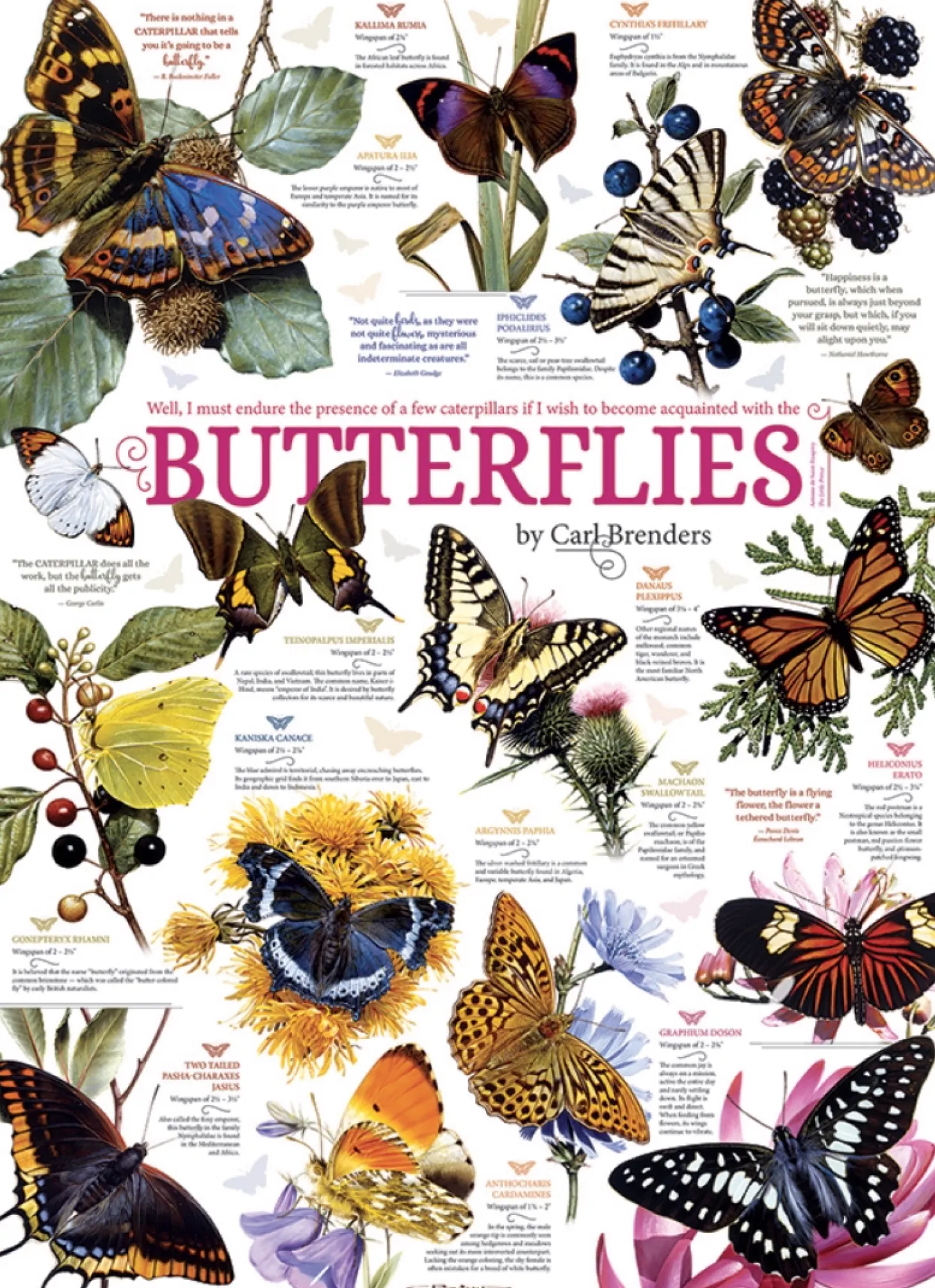 Cobble Hill Papillon Citations - 1000 pièces