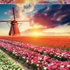 Educa Champs de tulipes - puzzle de 1500 pièces
