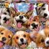 Educa Chiots Selfie, Howard Robinson - puzzle de 1000 pièces