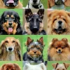 Educa Collage des chiens - puzzle de 500 pièces
