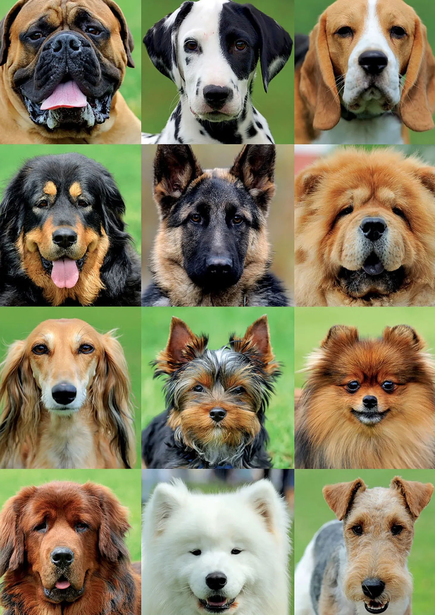 Educa Collage des chiens - puzzle de 500 pièces
