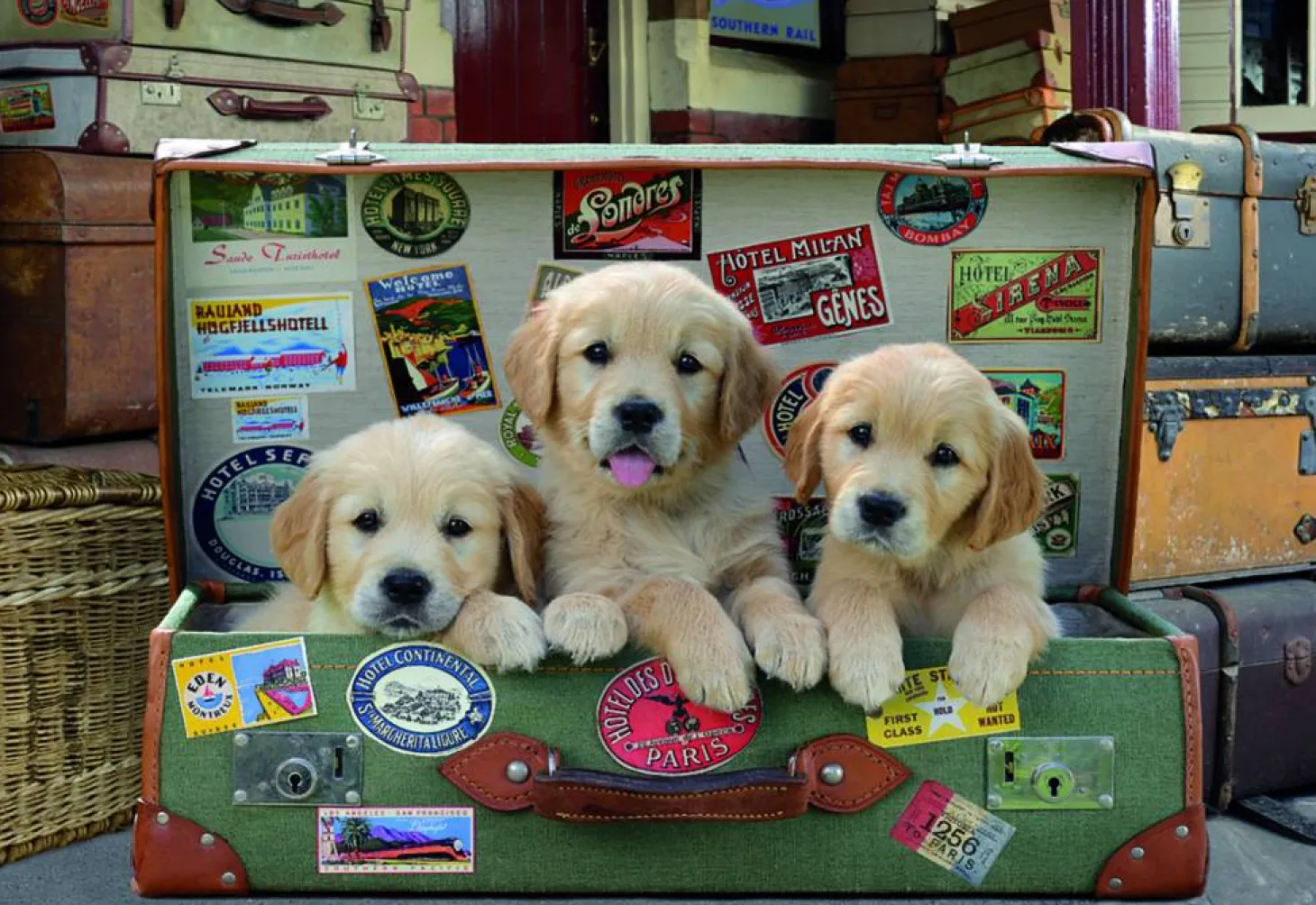 Educa Des chiots dans les bagages - puzzle de 500 pièces