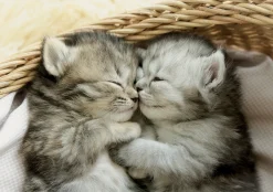 Educa Doux chatons - puzzle de 500 pièces