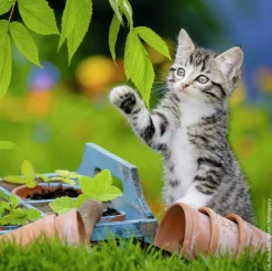 Ravensburger Chatons tigrés - 3 puzzles de 49 pièces