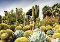 Ravensburger Huntington Desert Garden - puzzle de 1000 pièces