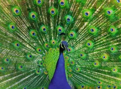Ravensburger Paon - Colorfull Animals - puzzle de 500 pièces
