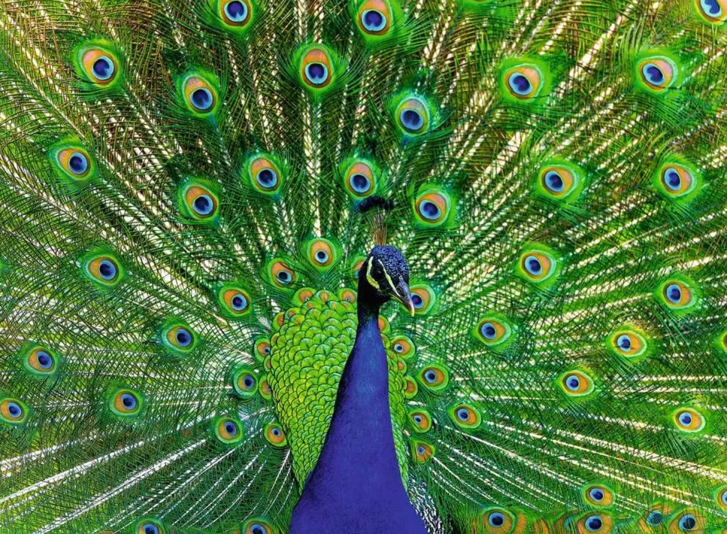 Ravensburger Paon - Colorfull Animals - puzzle de 500 pièces